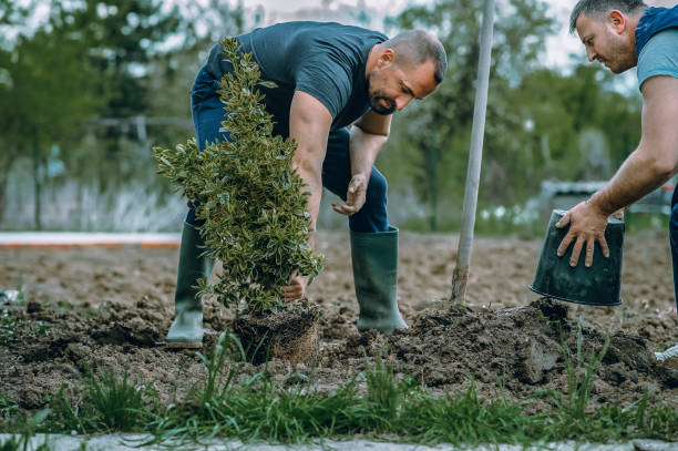 Cape Charles, VA Tree Service Company